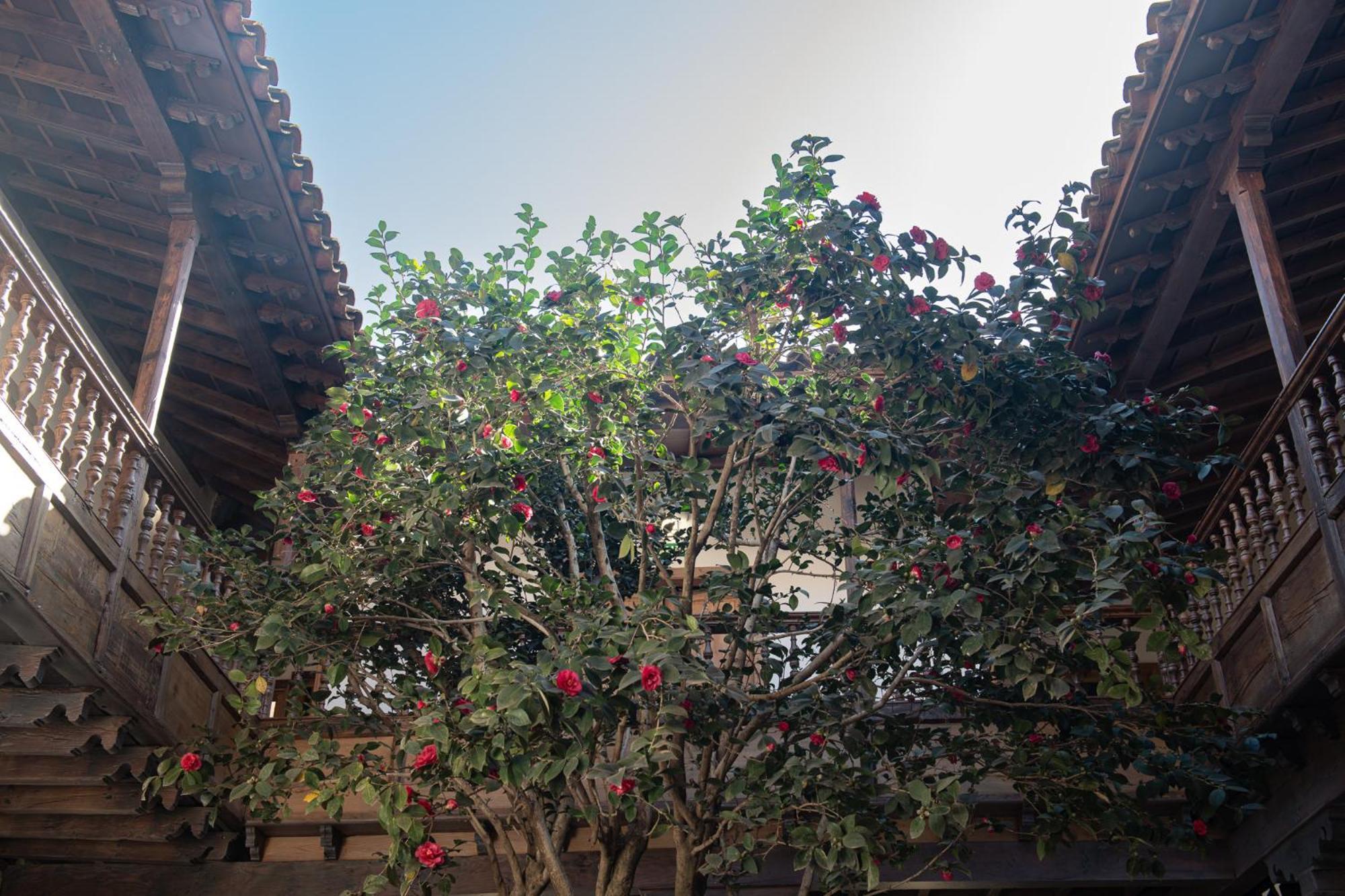 فندق La Casa De La Camelia لا لاغونا المظهر الخارجي الصورة